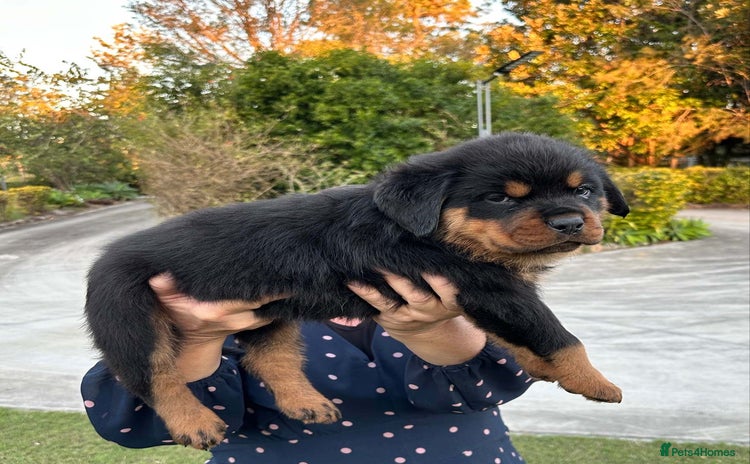 Rottweiler dogs - Advert 1