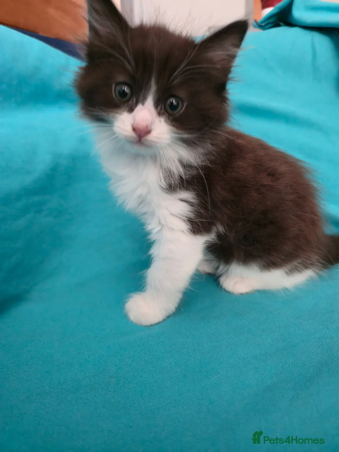 Mixed Breed cats for sale: Adorable Ragdoll Mix Kittens  - Advert 21