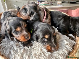 Miniature Dachshund dogs - Advert 1