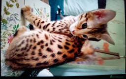 Savannah cats for sale: F3 savannah girls Tica reg  - Image 29
