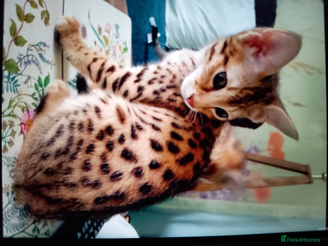 Savannah cats for sale: F3 savannah girls Tica reg  - Image 29