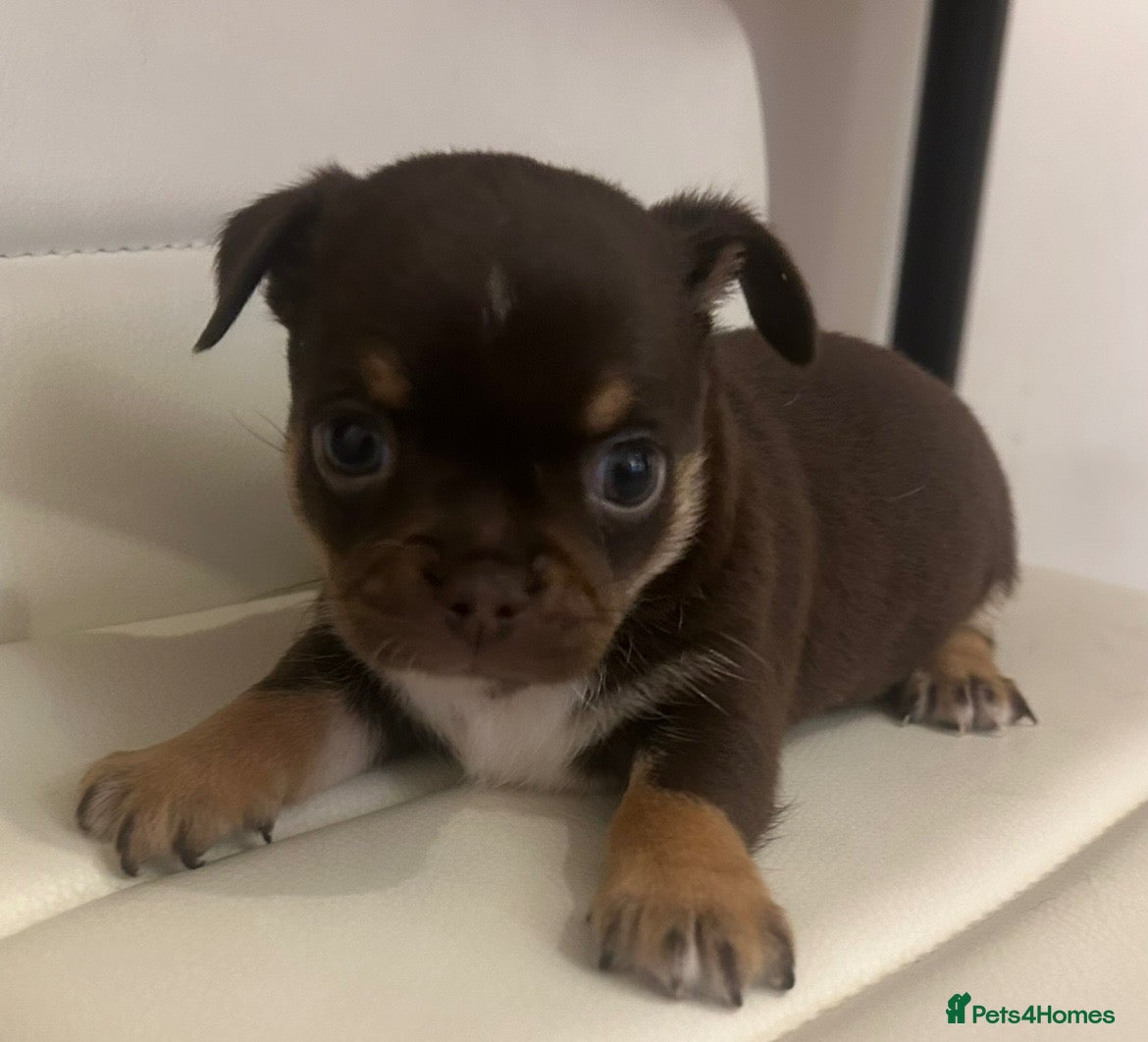 Mixed Breed dogs Chinese Crested Hairless x Chihuahua - Advert 5