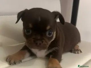 Mixed Breed dogs Chinese Crested Hairless x Chihuahua - Advert 5