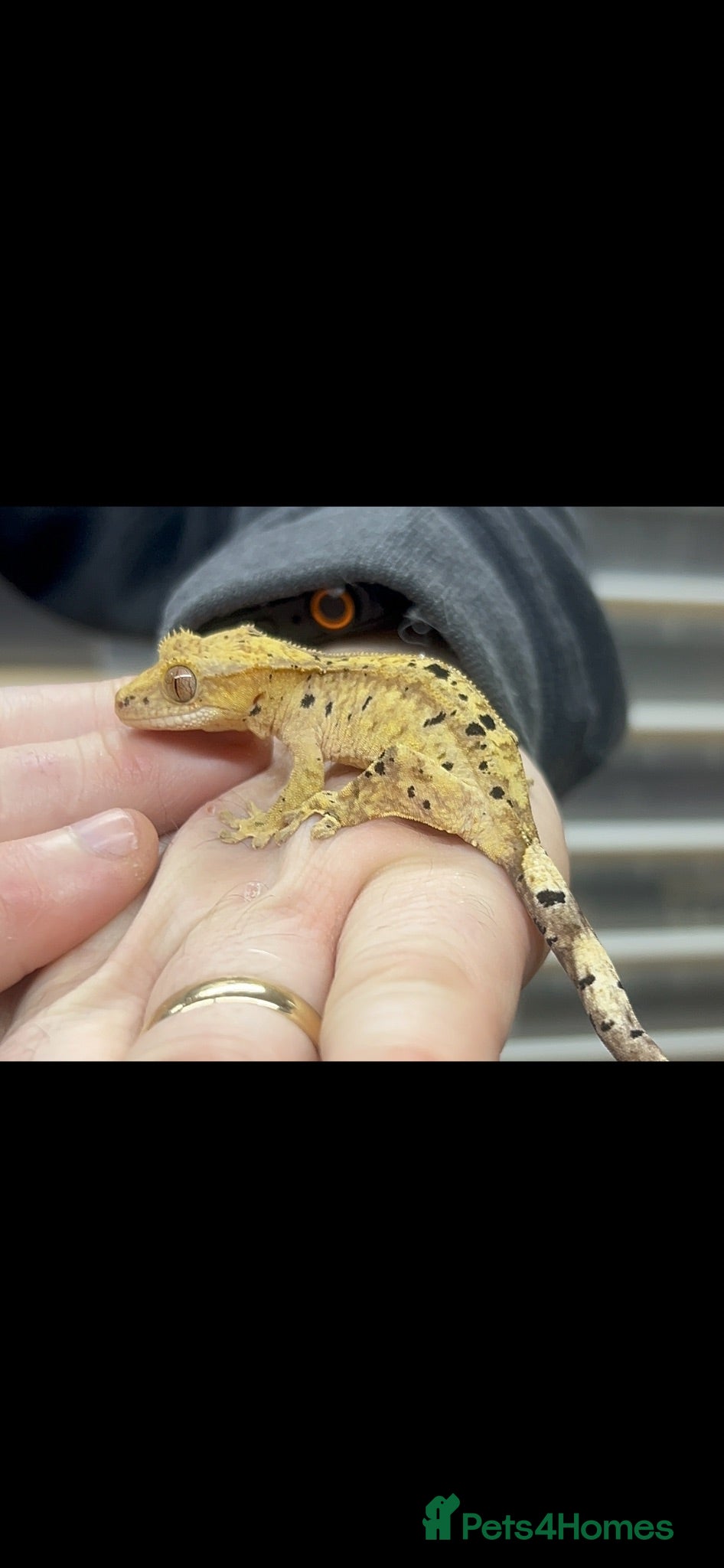 Gecko reptiles Ink spot/blotch super dalmation crested gecko - Advert 1