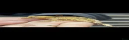 Gecko reptiles for sale: Ink spot/blotch super dalmation crested gecko - Advert 1