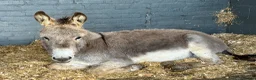 Donkey livestock for sale: 5 year old super sweet small gelding donkey - Advert 3