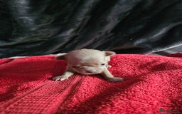 Chihuahua dogs for sale: Kc lilac small chihuahua  - Image 19