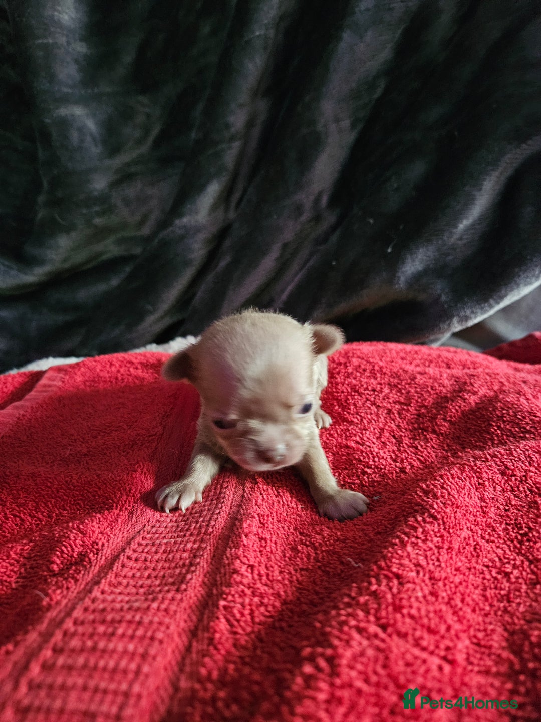Chihuahua dogs for sale: Kc lilac small chihuahua  - Image 19