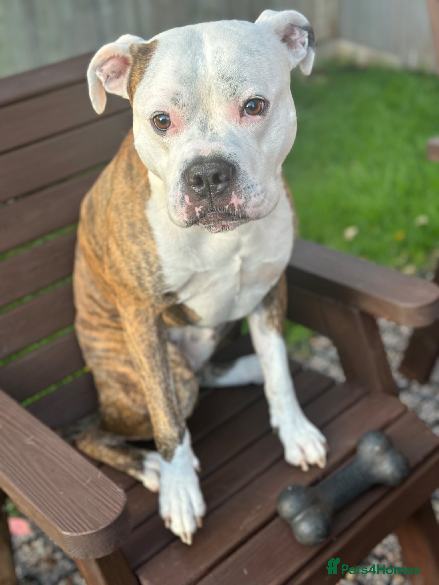 Mixed Breed dogs Bulldog x Staffie Proven Stud - Advert 1