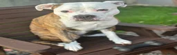 Mixed Breed dogs for stud: American Bulldog x Staffie Stud in Newport - Advert 8
