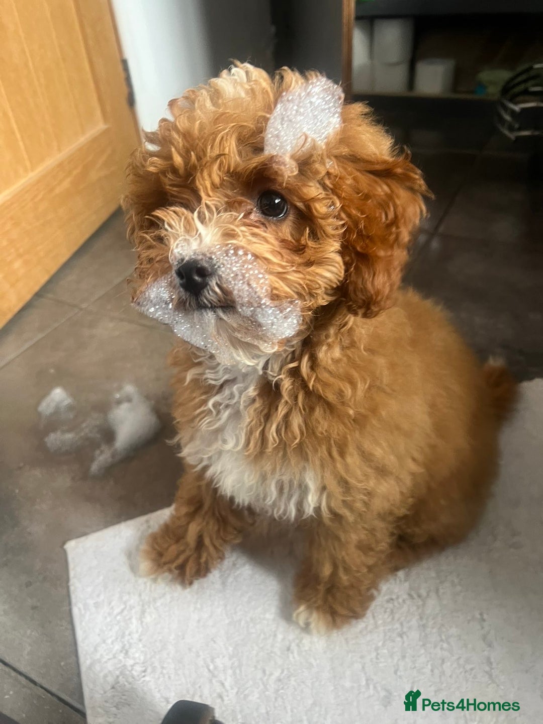 Cavapoo dogs for sale: Tiny cavapoo F1BB - ESA certified - Advert 5