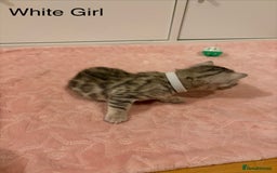 Bengal cats for sale: Pure Bengal Kittens Available  - Image 16