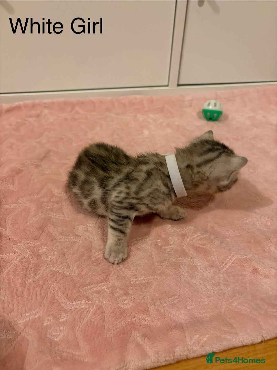 Bengal cats for sale: Pure Bengal Kittens Available  - Image 16