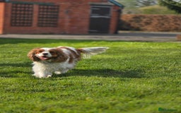 Cavalier King Charles Spaniel dogs for sale: ALL RESERVED in Shrewsbury - Image 12