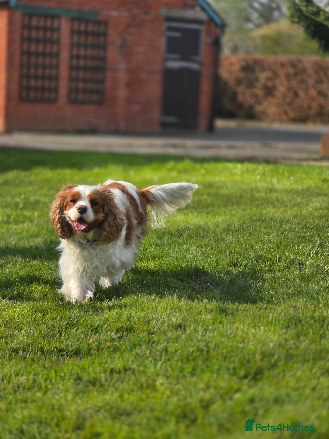 Cavalier King Charles Spaniel dogs for sale: ALL RESERVED in Shrewsbury - Image 12