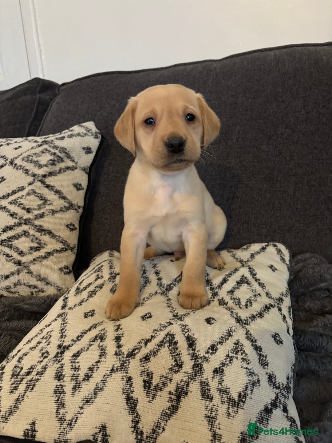 Labrador Retriever dogs for sale: KC registered Labrador retriever pups - Advert 9