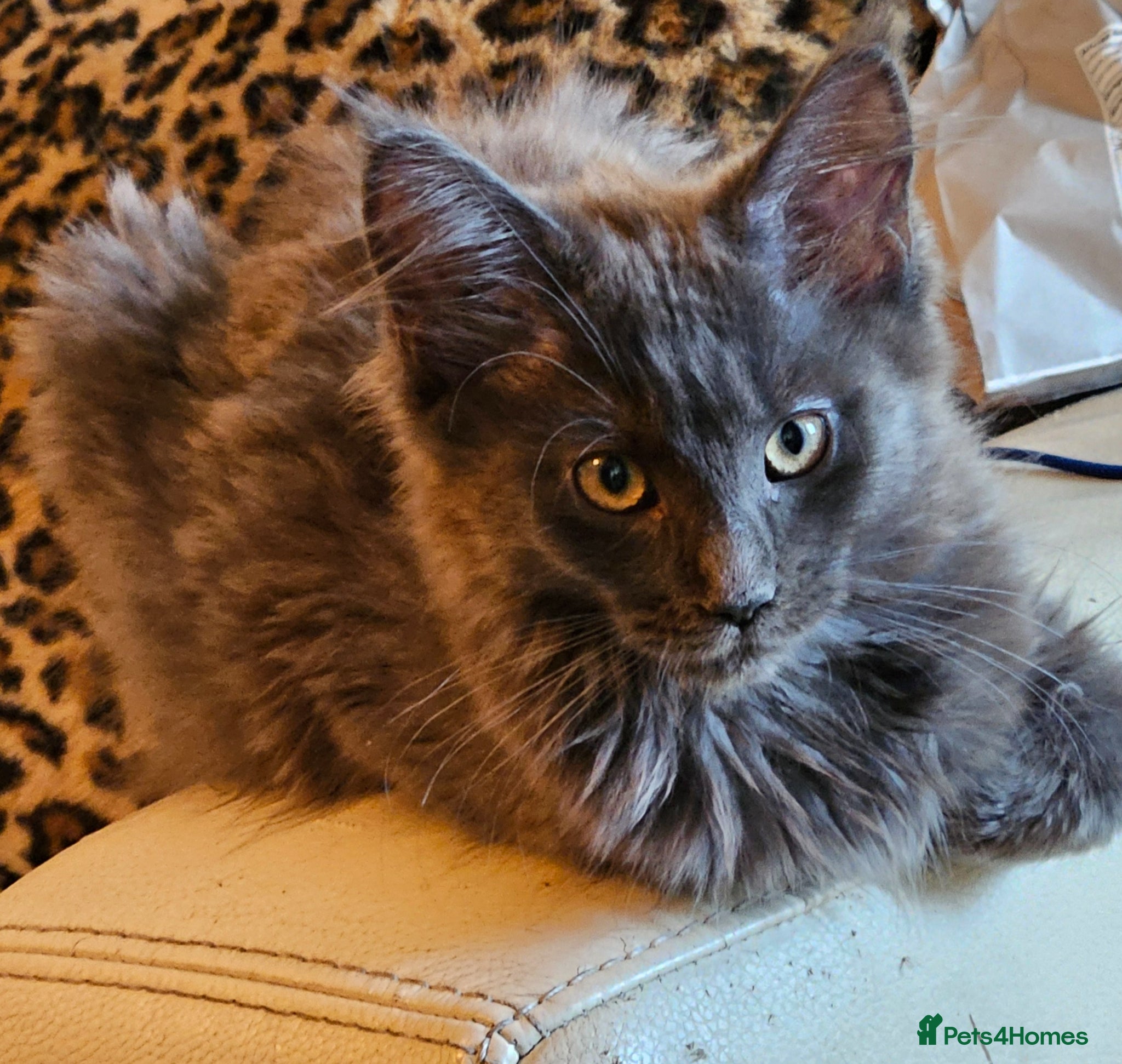 Maine Coon cats *NEW PRICE* Blue Pedigree Maine coon GCCF Kitten  - Advert 8
