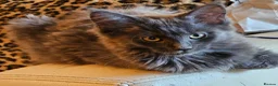 Maine Coon cats for sale: NEW PRICE Registered Blue Pedigree Maine coon baby - Advert 1