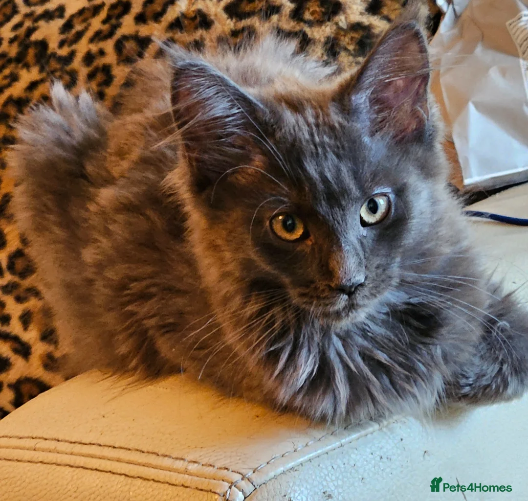 Maine Coon cats for sale: NEW PRICE Registered Blue Pedigree Maine coon baby - Advert 1