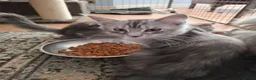 Maine Coon cats for sale: Mainecoon kittens male in Scunthorpe - Advert 4