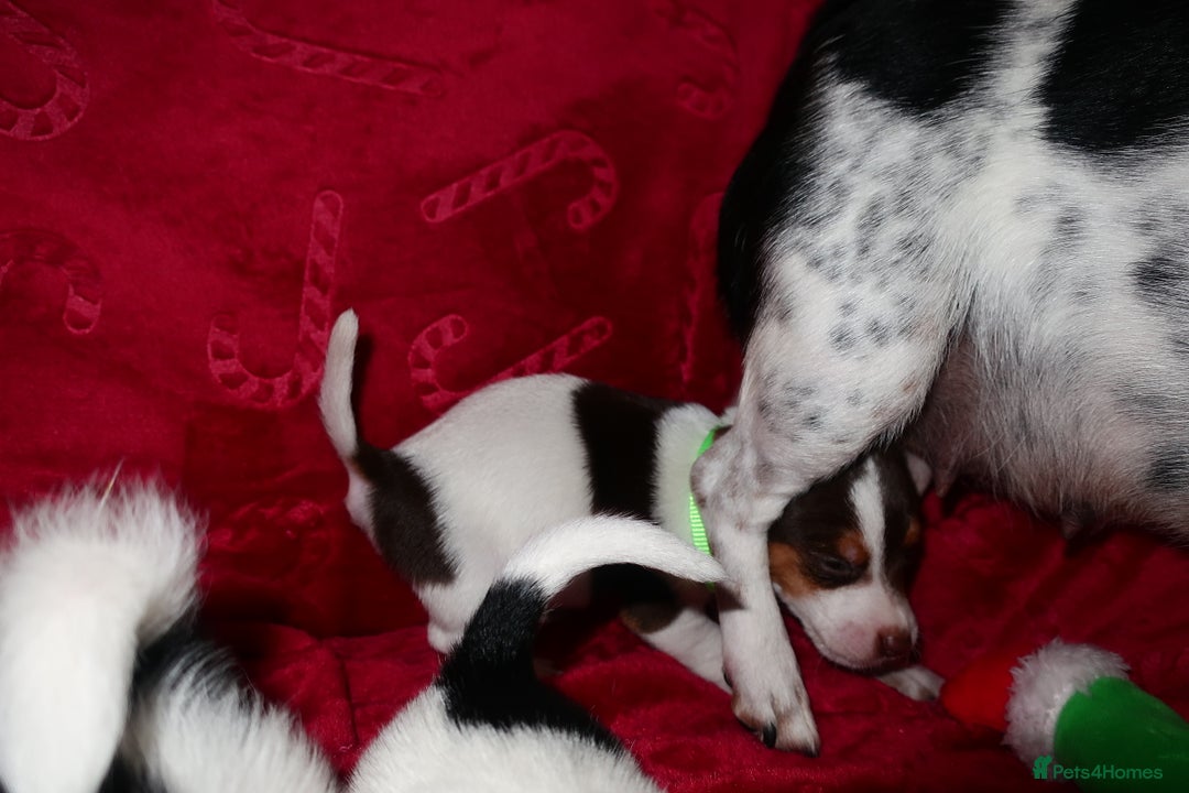 Jack Russell dogs for sale: Five beautiful Jack Russell's - Advert 21