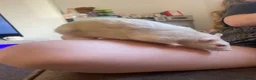 Rat rodents for sale: 2 albino rats  - Advert 7
