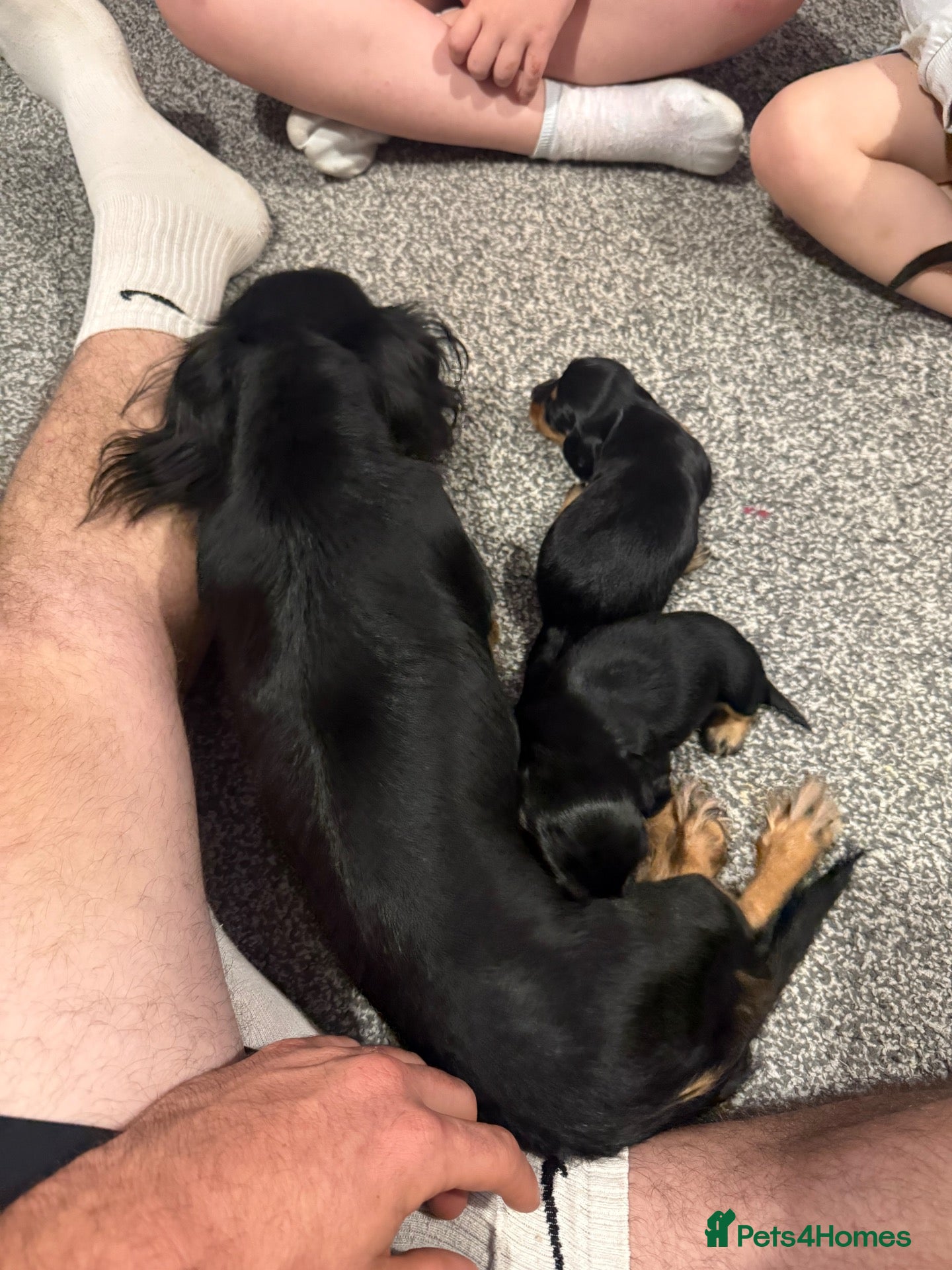 Dachshund dogs 3 Long haired miniature dachshunds - Advert 1