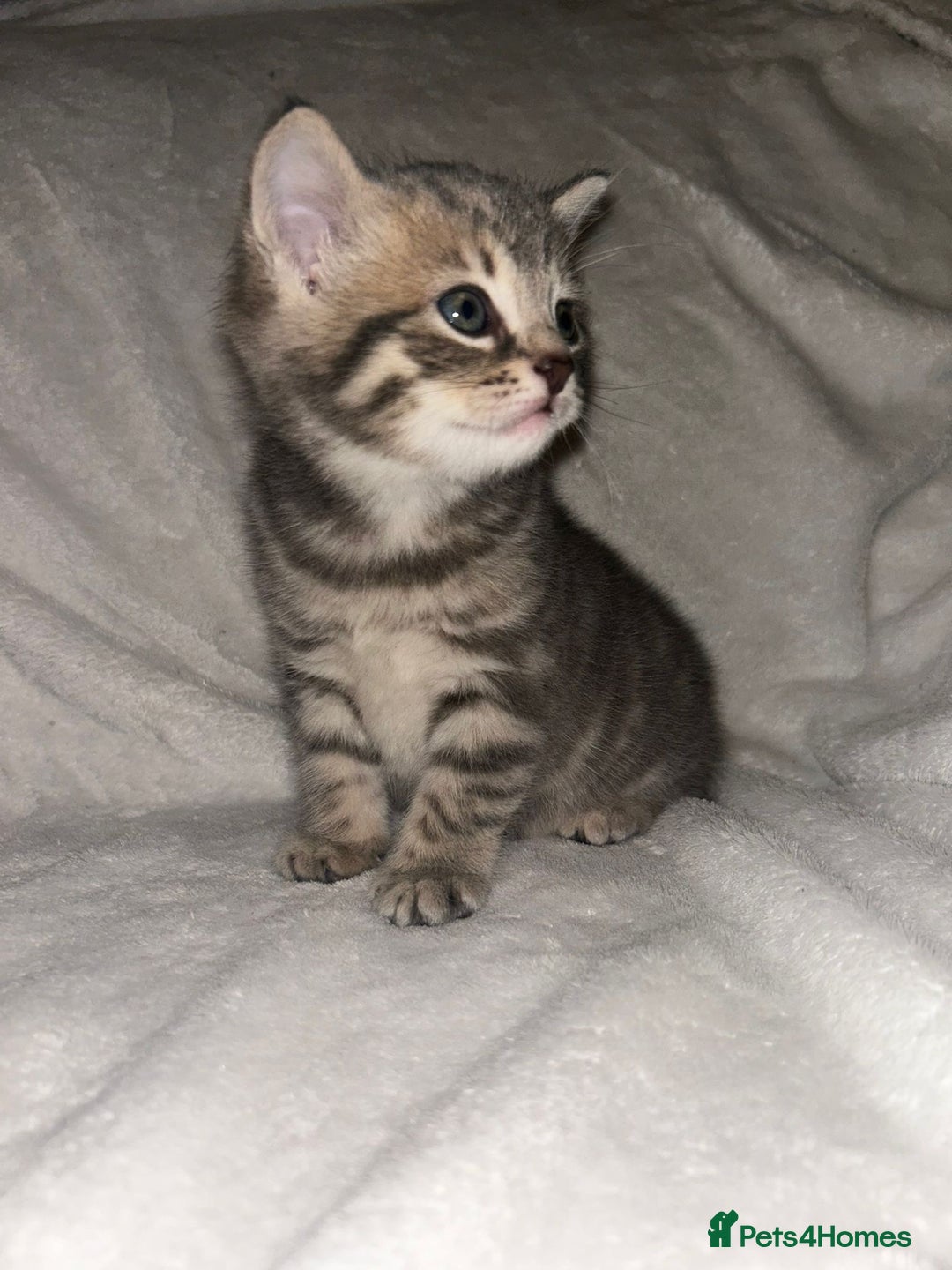 Savannah cats for sale: F4-F5+Savannah Kittens - Advert 15