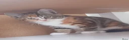 Mixed Breed cats for sale: 4 kittens  in Huddersfield - Advert 8
