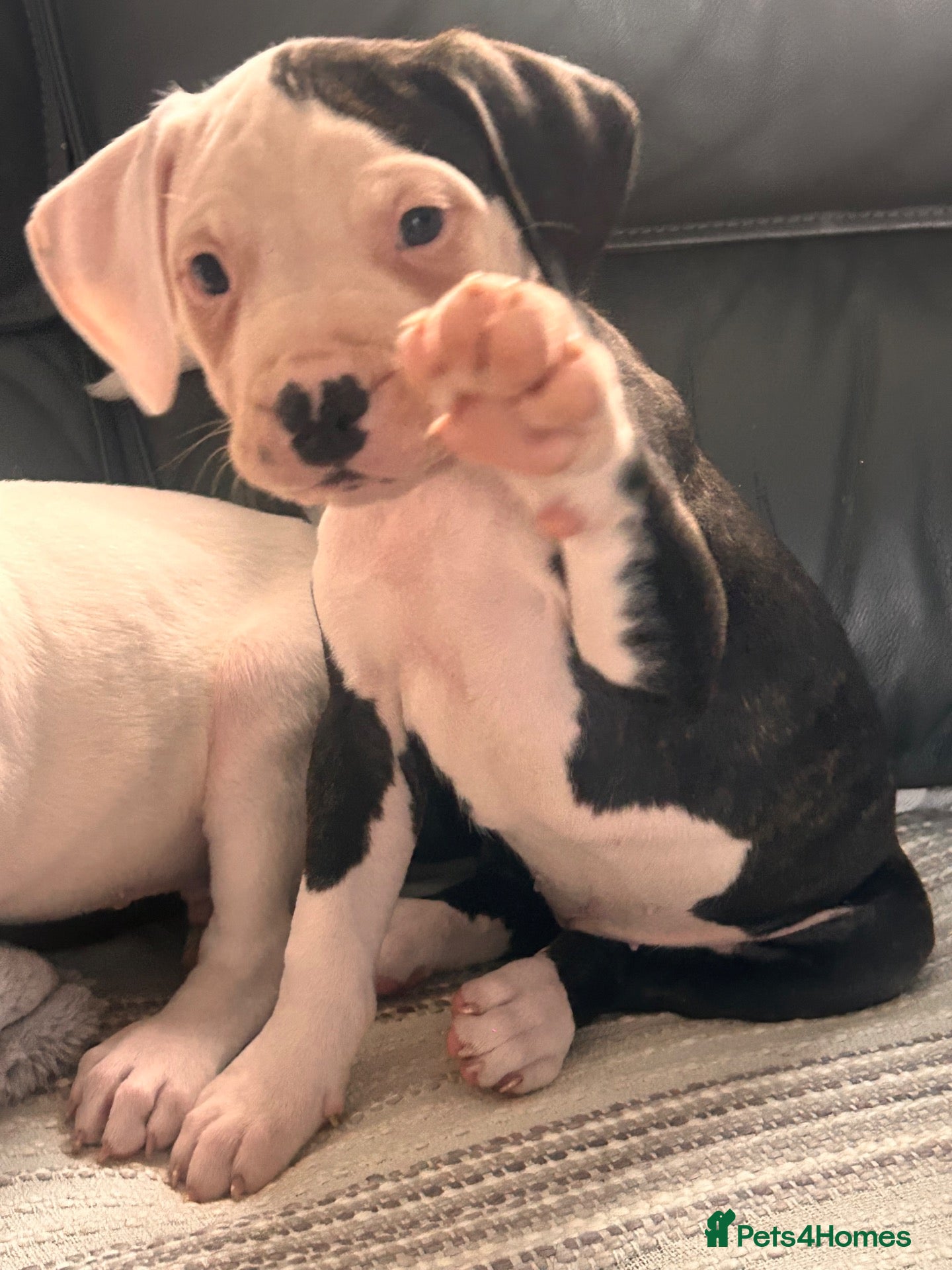 American Bulldog dogs ❤️AMERICAN BULLDOG PUPPIES   1 GIRL LEFT ❤️🐾 - Advert 6
