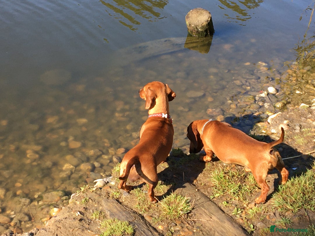 Miniature Dachshund dogs for sale: Miniature Dachshund  - Image 11