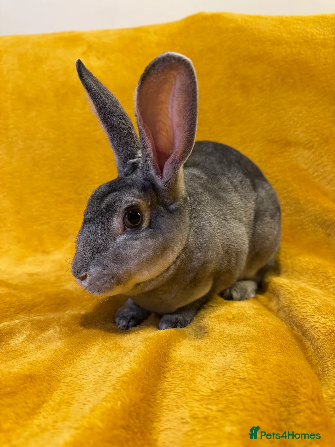 Rex rabbits for sale: Rabbits - Advert 1