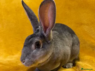 Rex rabbits Rabbits - Advert 1