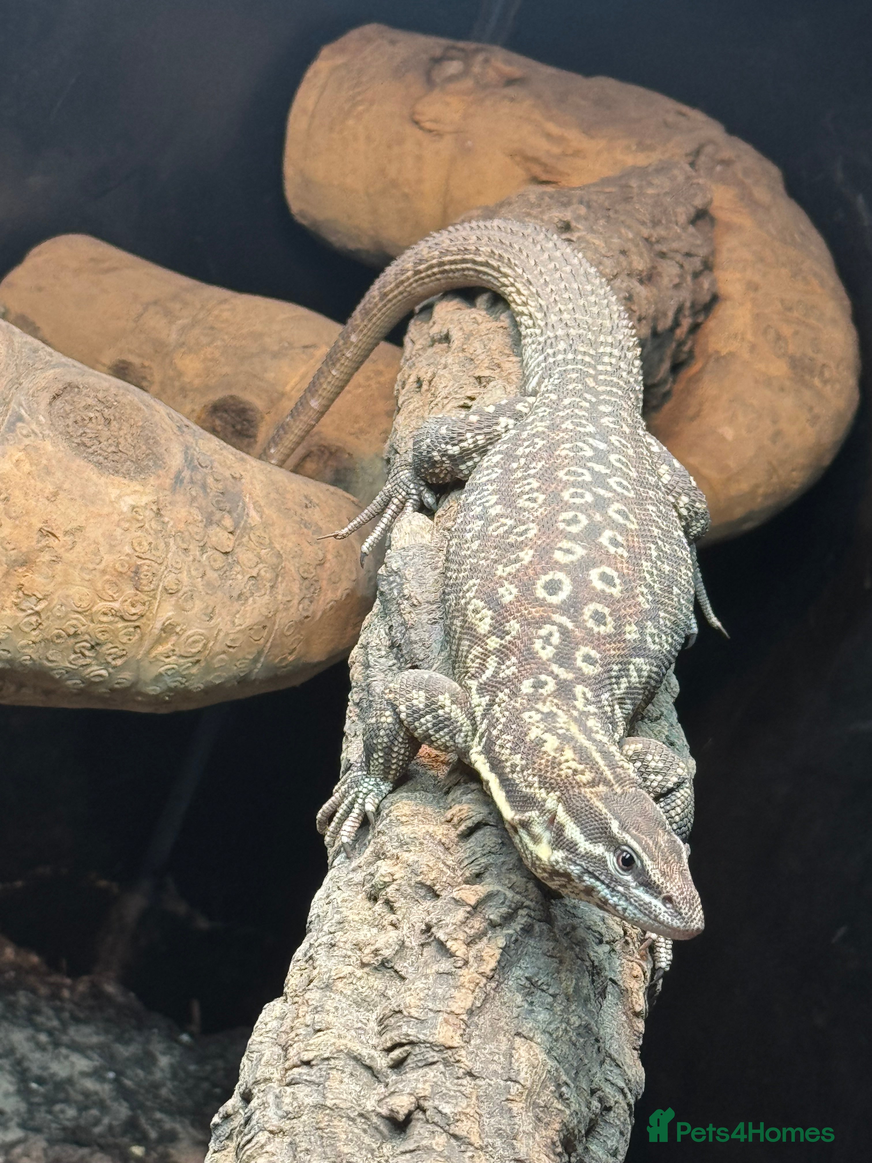 Monitor reptiles Red ackie monitor  - Advert 1