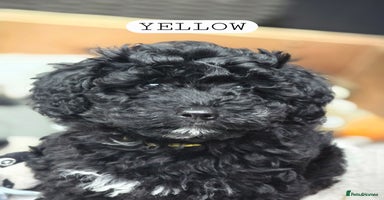 Toy Poodle dogs - Advert 4