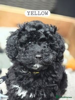 Toy Poodle dogs - Advert 4