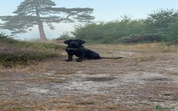 Labrador Retriever dogs for sale: Labrador male - 8 months  - Image 6