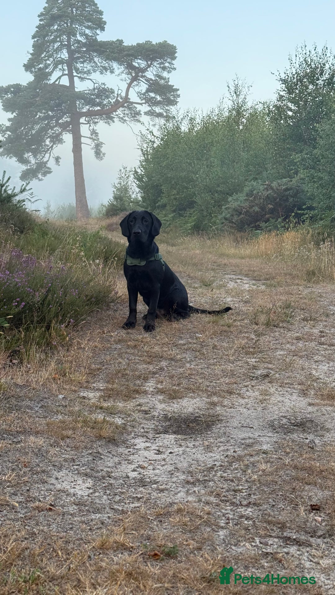 Labrador Retriever dogs for sale: Labrador male - 8 months  - Image 6