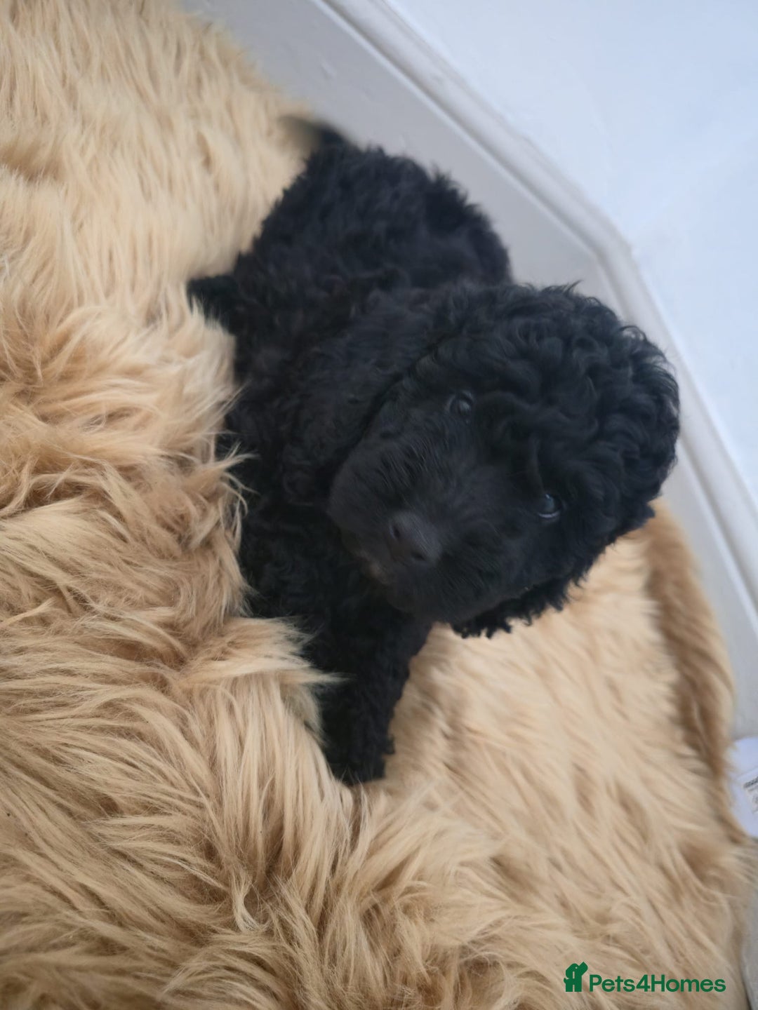 Cockapoo dogs for sale: Beautiful cockapoo puppies - Image 2