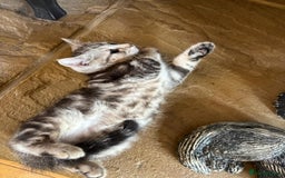 Persian cats for sale: Persian chinchilla mix of 3 boys left in St Albans - Image 11