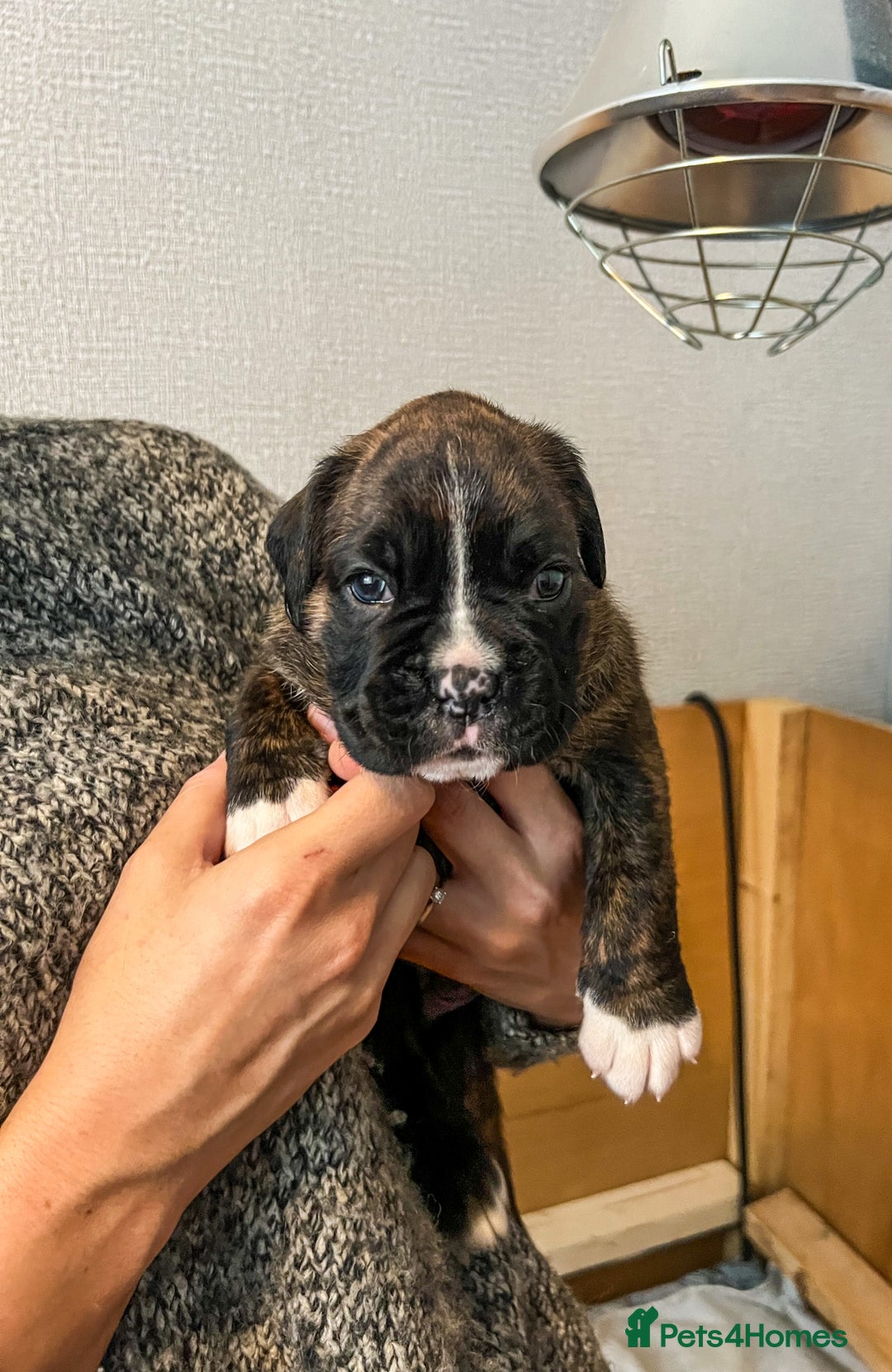 Boxer dogs for sale: Rare Beautiful KC registered puppies for sale  - Advert 14