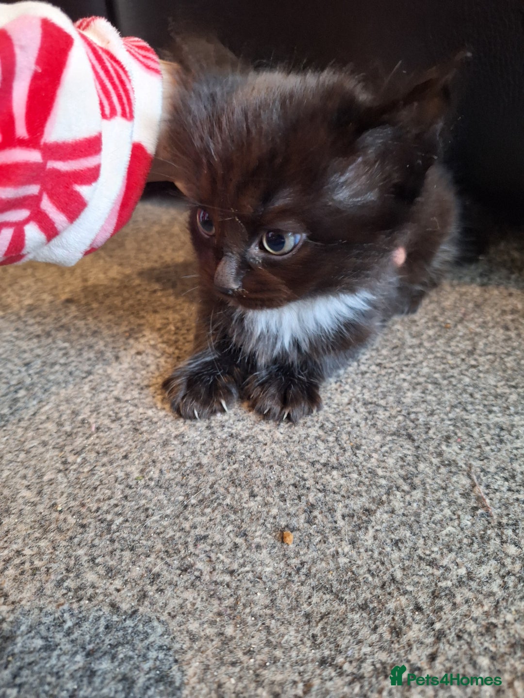 Mixed Breed cats for sale: Mix breed kittens, 1/4 ragdoll  - Advert 8