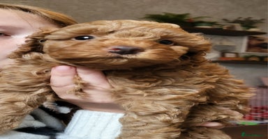 Miniature Poodle dogs - Advert 4