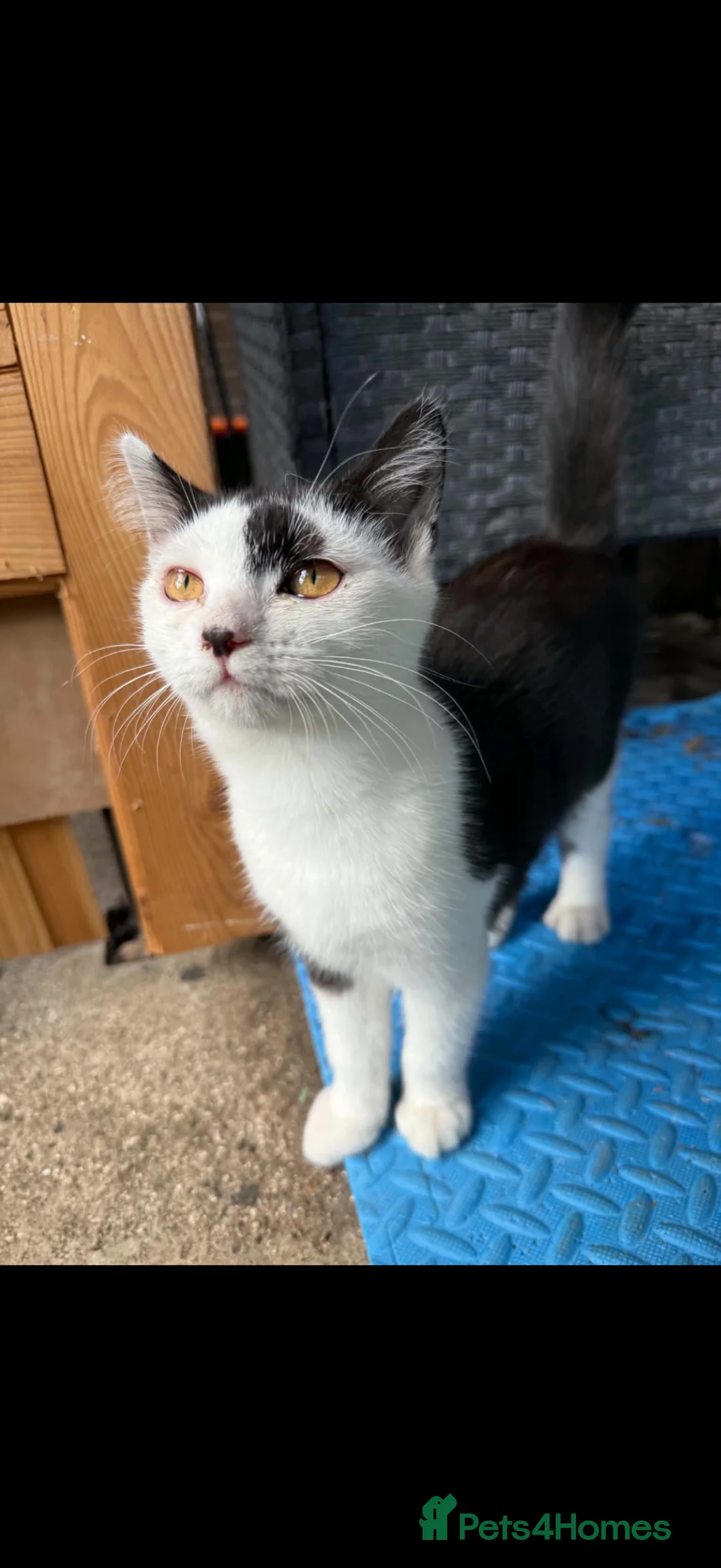 Mixed Breed cats for sale: Little boy kitten - Advert 2
