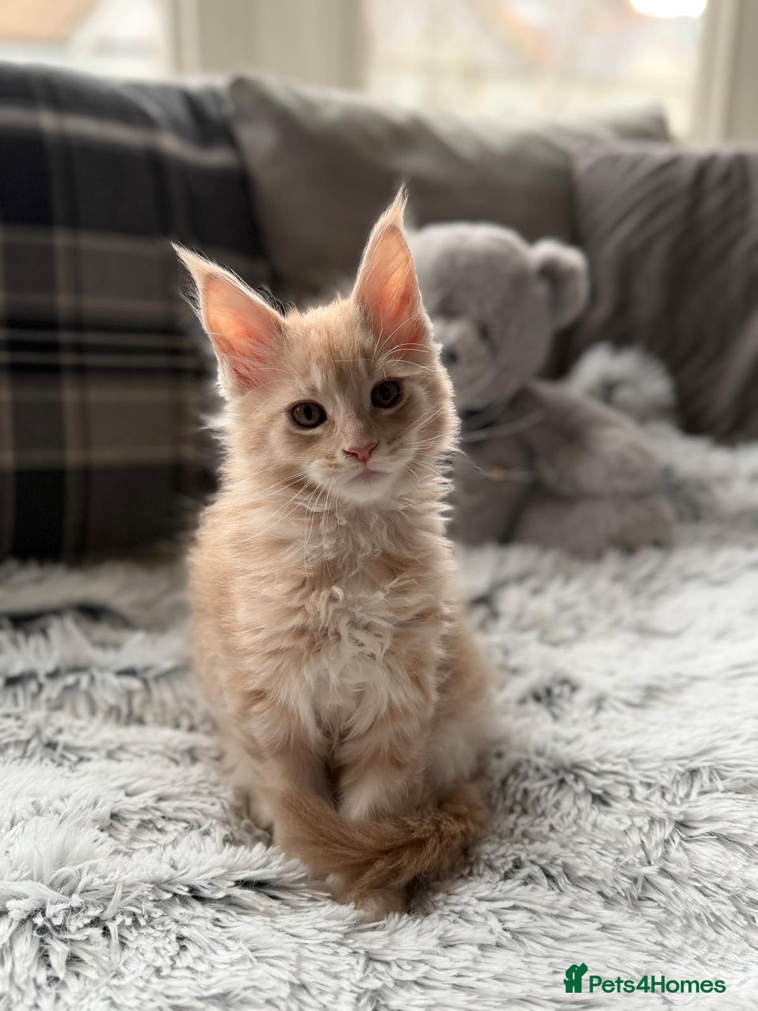 Maine Coon cats for sale: Maine Coon kittens - Advert 5