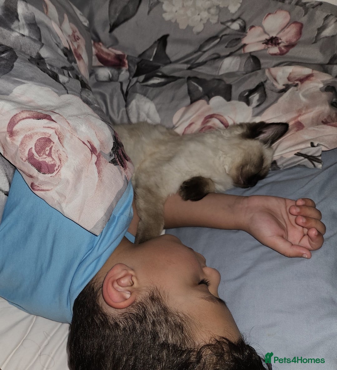 Ragdoll cats for sale: Seal Point Ragdoll Female Cat - Advert 7