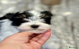 Biewer Terrier dogs for sale: Yorkshire terrier  - Advert 8