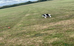 Border Collie dogs for sale: Male boteder collie nearly 1. Max - Image 2