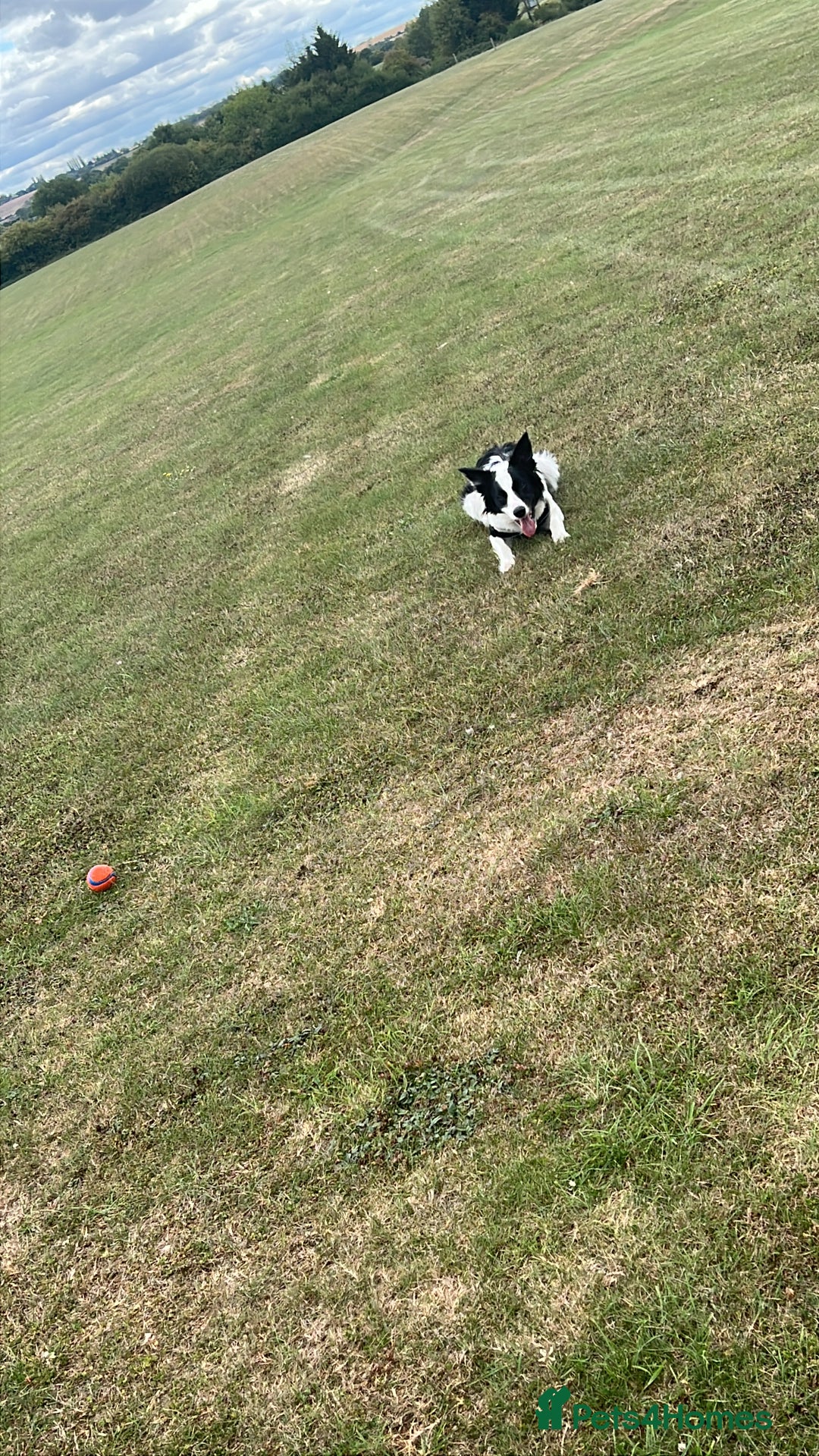 Border Collie dogs for sale: Male boteder collie nearly 1. Max - Image 2