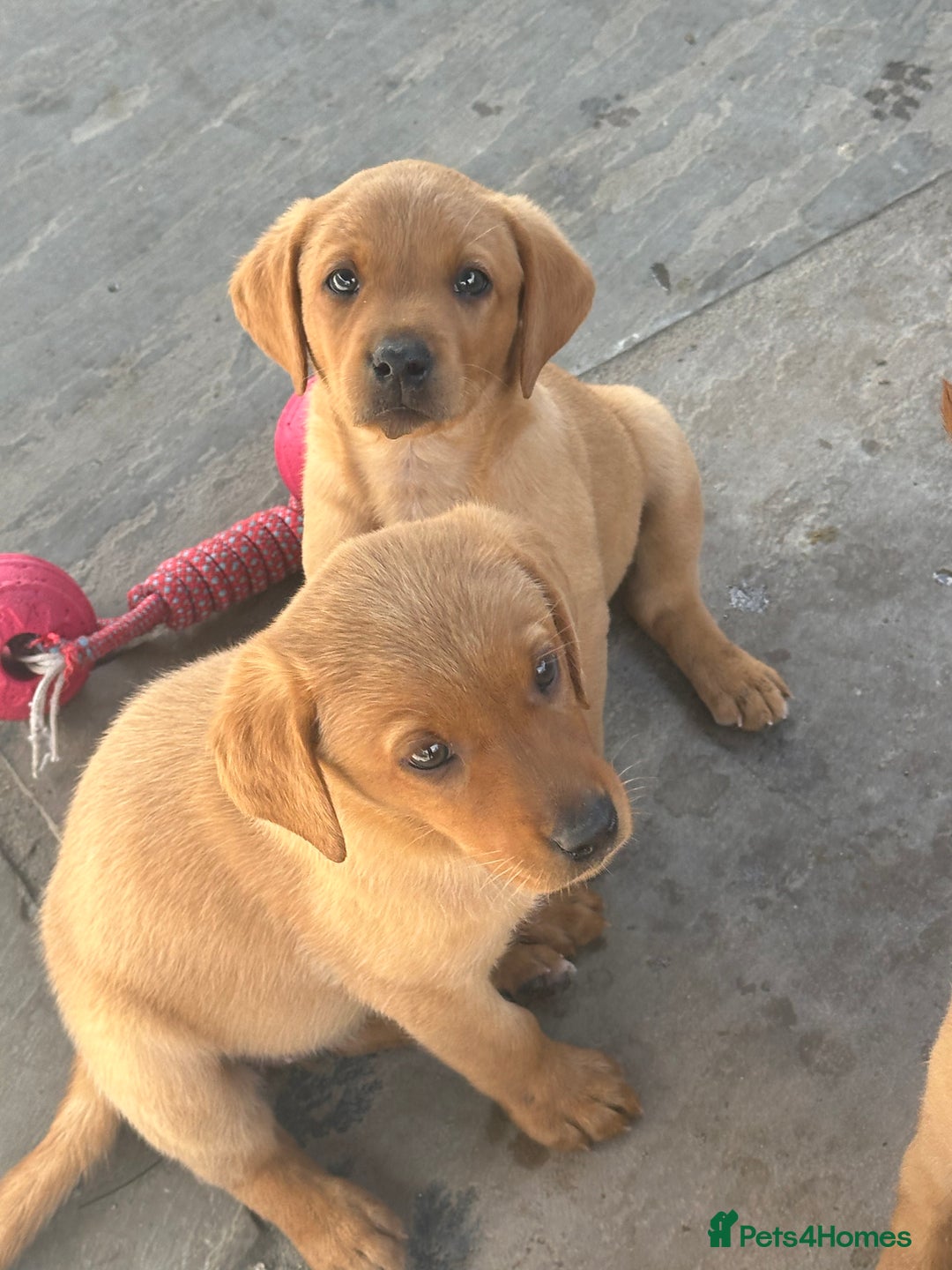 Labrador Retriever dogs for sale: Outstanding deep red Labrador puppies - Image 8